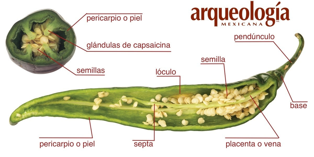 ARQUEOLOGIA MEXICANA E32 - Los Chiles de México