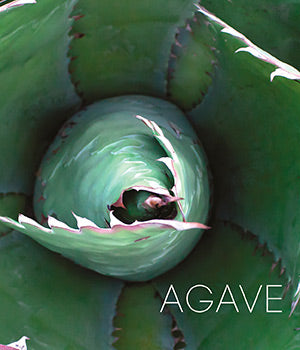 AGAVE - Corazón de la Herencia Mexicana